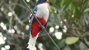 A bird with white breast, red underparts, dark blue head and wings is perched on a diagonal wire with leafy branches behind it.