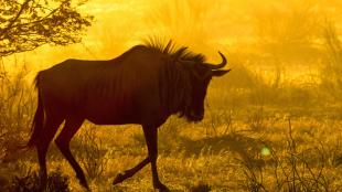 A wildebeast walks across the savanna