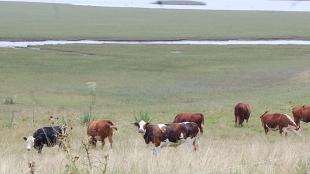 Cattle grazing in Uruguayan pastureland near a wetland.