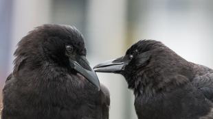 A Pair of crows, their heads turned toward each other, one touching the other with its beak.