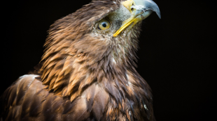 A close-up view of a Golden Eagle against a dark background.