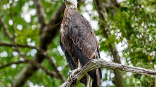 A Madagascar Fish-Eagle perched in the trees. The slender raptor has a brown body and pale face.