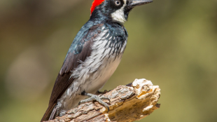 An Acorn Woodpecker perched on a dead branch.