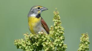 A Dickcissel bird looks to its left, its grey head sporting a yellow streak above its dark eye. Its breast is lemon-yellow and the wing is brown with black edging.