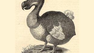 Illustration of a Dodo bird