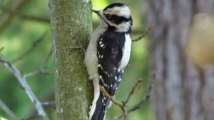 Female Downy Woodpecker