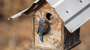 Eastern Bluebirds at a nest box - one bird inside looking out, the other perched outside at the entrance.