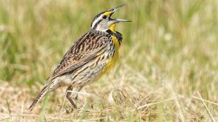 Eastern Meadowlark