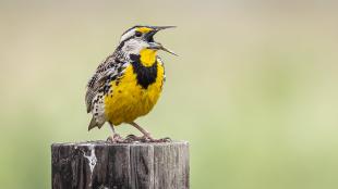 Eastern Meadowlark perched on a fence post, and singing.
