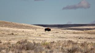 A bison walks across Grasslands National Park