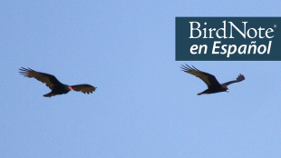 Turkey Vulture and Zone-tailed Hawk. "BirdNote en Español" appears in the top right corner.