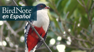 A bird with white breast, red underparts, dark blue head and wings is perched on a diagonal wire with leafy branches behind it. "BirdNote en Español" appears in the top right corner.