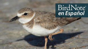 A female Wilson's Plover stands in sunlight, one leg tucked up beneath her. "BirdNote en Español" appears in the top right corner