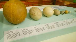 A display of eggs at the Natural History Museum, London, showing variation in size, the largest three are from left to right - elephant bird, moa, ostrich