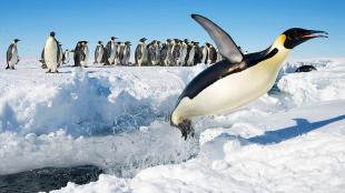 Emperor Penguin launches out of the water