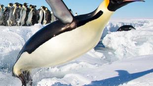 Emperor Penguin launches out of the water