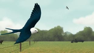 A Swallow-tailed Kite flying close to the ground, past a cow and a tractor in a rural landscape.