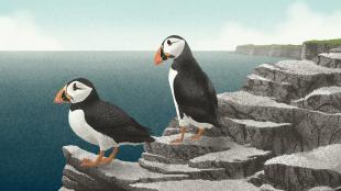 Two puffins looking out at sea.