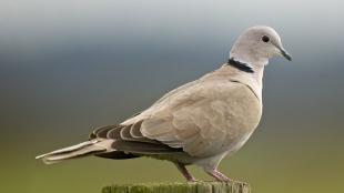 Eurasian Collared Dove at Hayton Reserve