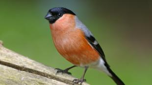 Eurasian Bullfinch, bright reddish orange breast contrasting with black on the wings, head and beak.