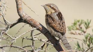 A Eurasian Wryneck perched on a branch