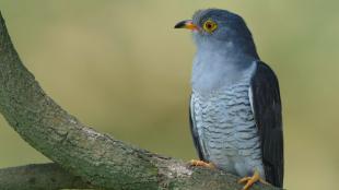 Eurasian Cuckoo