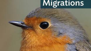 European Robin in closeup, dark shiny eye, and soft grey and light brown feathers shading to orange on breast.