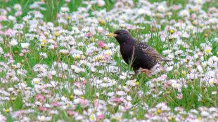 European Starling in a field of flowers