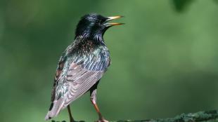 European Starling, back to the viewer, its head turned to the side, beak open and iridescent plumage in sunlight.