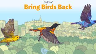 Bring Birds Back Podcast art