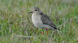 A Buff-breasted Sandpiper with identification bands on its legs stands in a grassy pasture