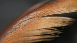 Una vista bien cercana de una pluma de color moreno