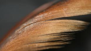 Close up of a light brownish red feather, showing the closely aligned individual barbs that grow out from the shaft
