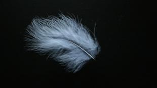 A small white downy feather against a black background