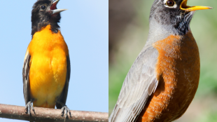 A side-by-side image of a Baltimore Oriole and an American Robin, both singing