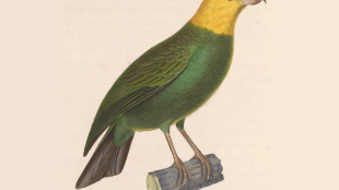 An illustration of a perched ‘Ō‘ū, with a yellow head and greenish body.