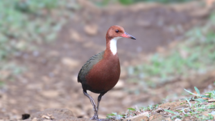 A White-throated Rail walking across the ground. The chicken-sized bird has a short bill, white throat, brown breast, and green back.