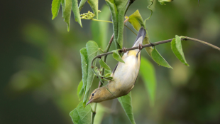 A Tennessee Warbler perches upside down on a branch looking for food
