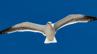 A Western Gull flying against a blue sky