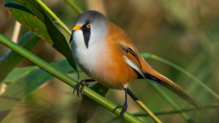 A Bearded Reedling sitting on a green reed stem. The bird has a grey face with bold black patches, a brown body, and long tail.