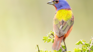 A Painted Bunting perches with head turned to the left