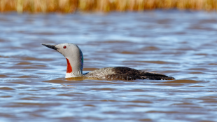 A Red-throated Loon swimming on a pond