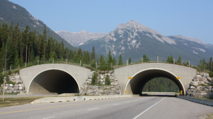 An overpass in Banff National Park consisting of two arches over a road, with mountains in the distance.