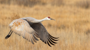 A Sandhill Crane flaps its wings while flying low over a grassland