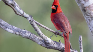 A male Northern Cardinal perches on a grey tree branch. The bird has red feathers, a black face patch, orange bill, and head crest.