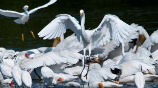A large group of white egrets and ibises crowded together feeding at water's edge 