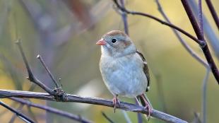 A Field Sparrow faces the viewer, head turned to its right, showing its pale beige front, brown wing edge, grey stripe across its forehead, pink beak and legs.