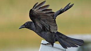 A Fish Crow with its wings raised while it stands on a railing