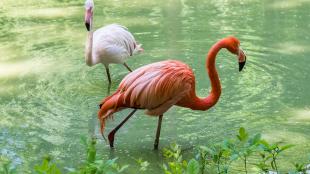 Two flamingoes standing in a sun-dappled pool at the Kyiv Zoo. One has vivid orange-pink plumage and the other is a lighter pink.
