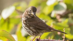 Fox Sparrow perched on a thorned branch in partial sunlight